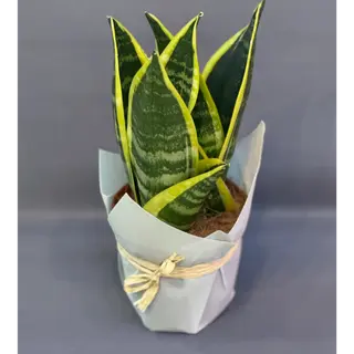 Sansewieria