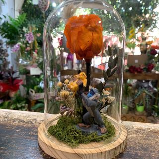 Cúpula Rosa Eterna Naranja "Leoncito"