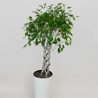 Фикус 120 см