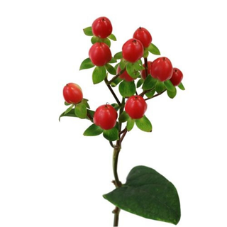 Hypericum