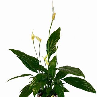 Spathiphyllum