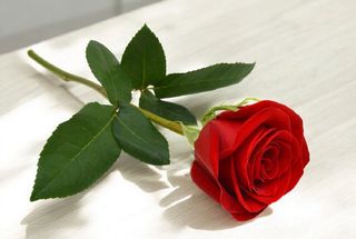 Rosa rossa