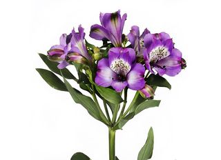 1 Алстромерия, Лилава