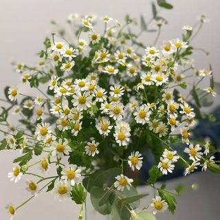 Ramo De Tanacetum