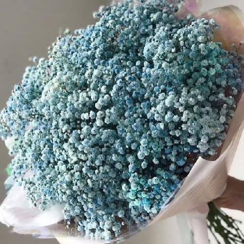 Ramo de Panicula Azul