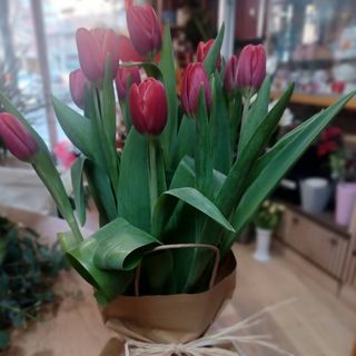 Mazzo tulipani, colori a sorpresa ,in idrocultura 