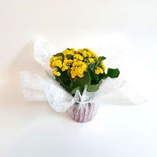 Planta Kalanchoe Amarilla