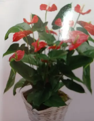Planta Variada 1