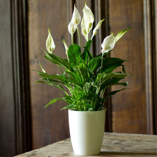 Spathiphyllum Large