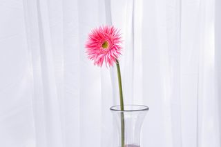 Gerbera roz