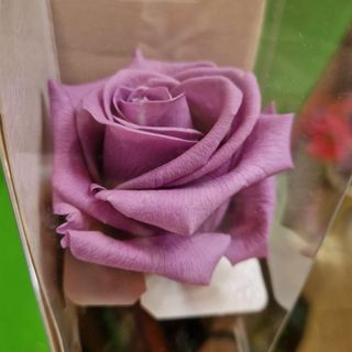 Rosa Preservada Lilás