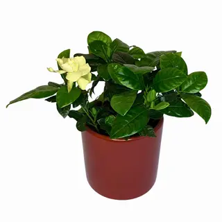 Gardenia