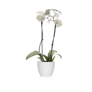 Phalaenopsis Blanca 2 Varas