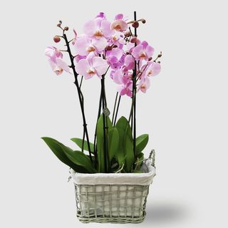 Orchidea 4 rami 
