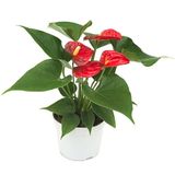 Anthurium rouge taille s