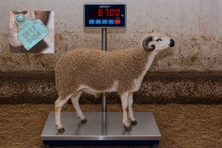 01179454 - 67 Kg