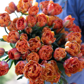 Bukiet tulipanów Orange Princess 25 