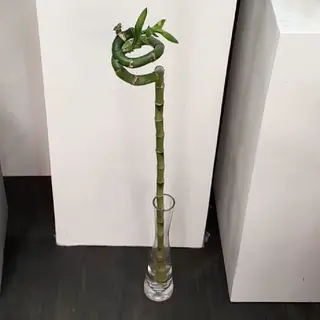 Tige luky bamboo emmergè dans l'eau.