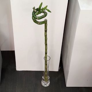 Tige luky bamboo emmergè dans l'eau.