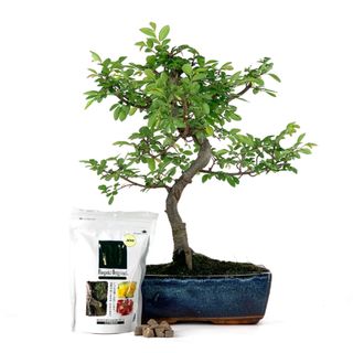 Pack Bonsái Zelkova 10 años y abono japonés 240g