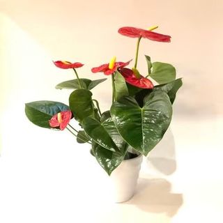 Planta Anthurium Con Macetero