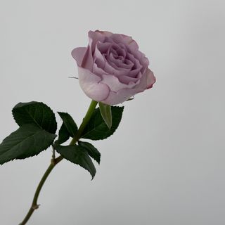 Троянда "Меморі Лейн", 1 шт