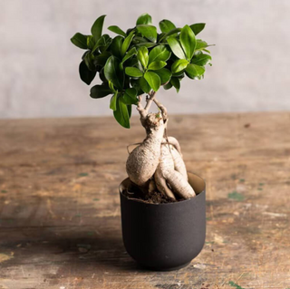 Bonsái Ginseng Ficus