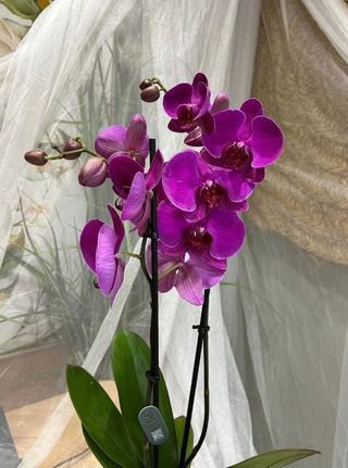 Orquidea Lila (Macetero Incluido)
