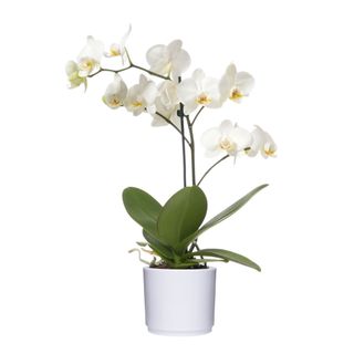 Orchidea Phalaenopsis 1 solo ramo con vasetto in ceramica 
