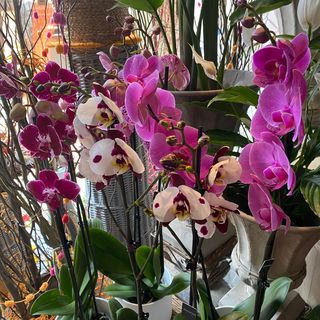 Orquidea Phalaenopsis color rosado