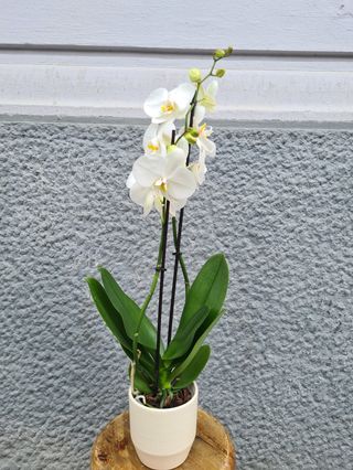 Orchidea bianca in vaso bianco 