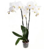 Orhidee albă