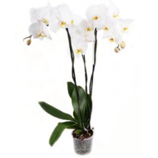 Orhidee albă