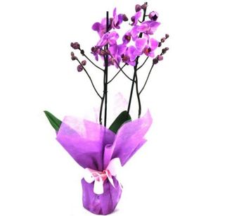Orquidea Lila