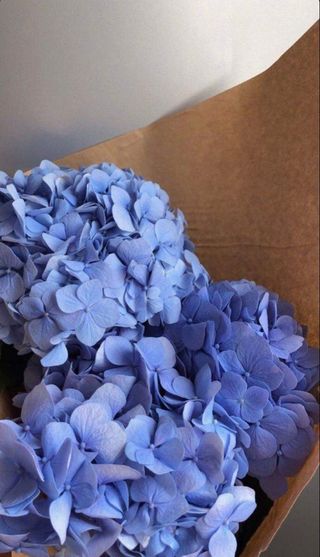 ჰორტენზია