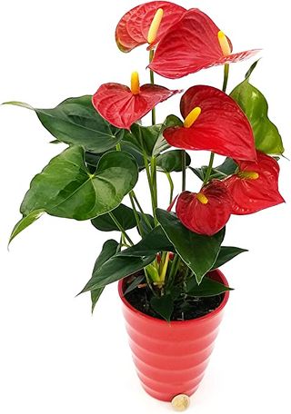 Anthurium rossa