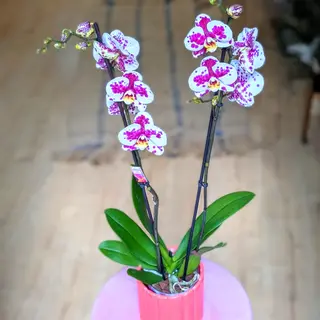 Orquídea Phalaenopsis con maceta
