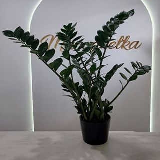 Zamiokulkas rozmiar L