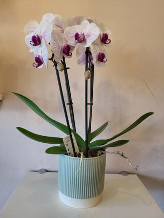 Orquídea mais cachepot, várias cores 