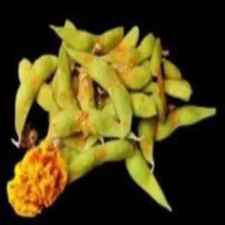 Edamame