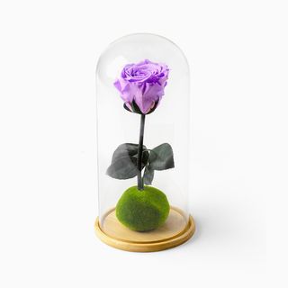 Rosa Lilás Preservada em Campânula