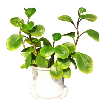 Whispering Table Beauty