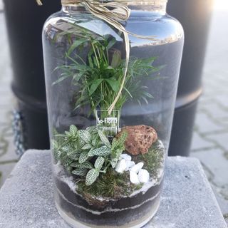 Las w szkle duży