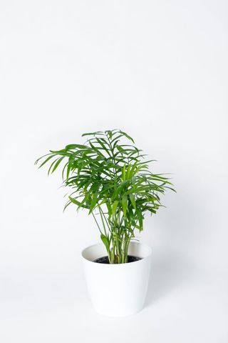 Palmier Areca