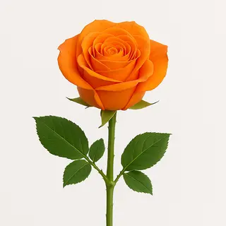 Rose Naturelle Orange Flamme
