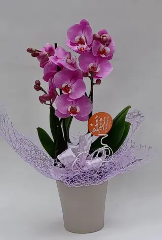 Orchidea rosa 