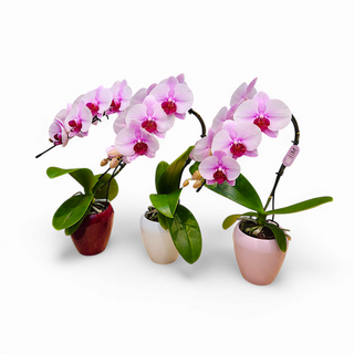 Orchidea  Phalaenopsis Swan pink