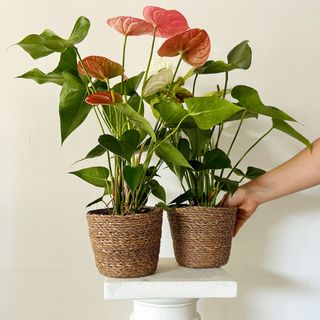 Anthurium Sorpresa
