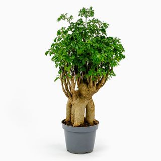 Polyscia Fêmea (Árvore da Felicidade)