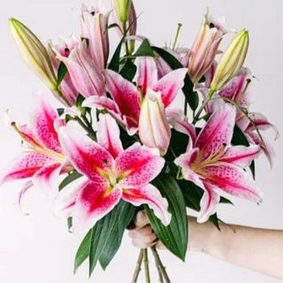 Ramo Lilium Oriental Rosa